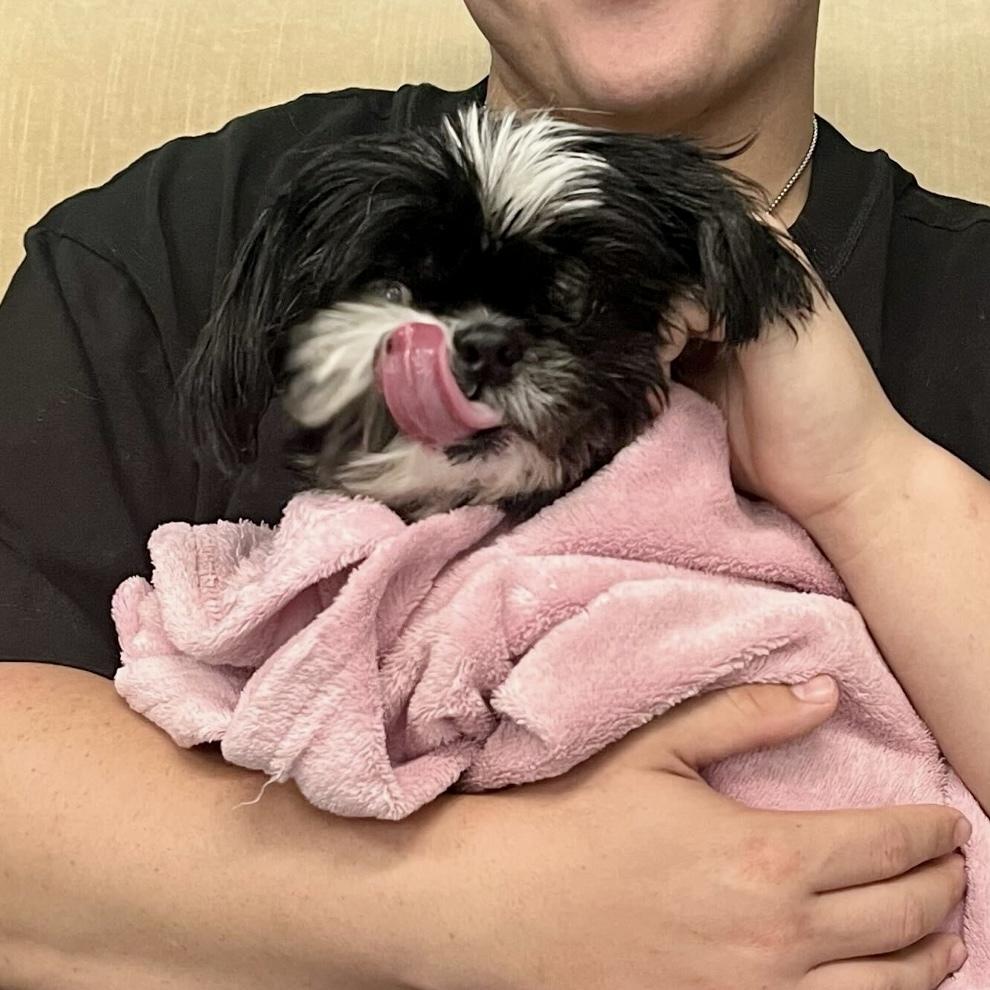 Enlarge Gigi, a Adoptable Shih Tzu in Hurricane, UT image 2/6