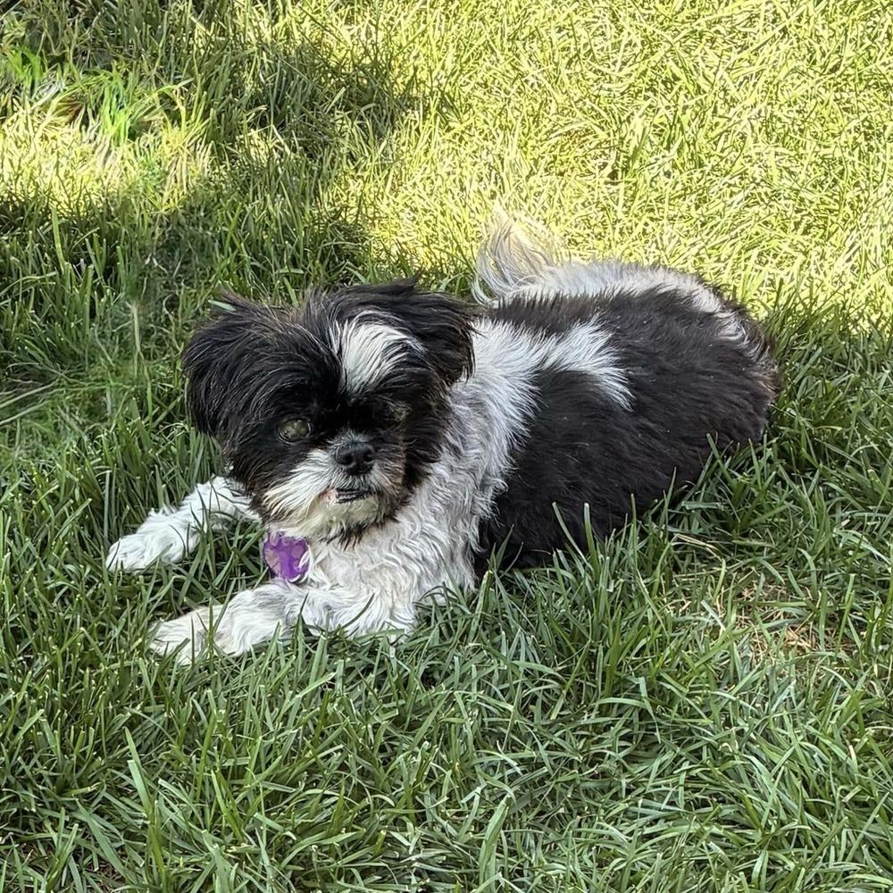 Enlarge Gigi, a Adoptable Shih Tzu in Hurricane, UT image 5/6