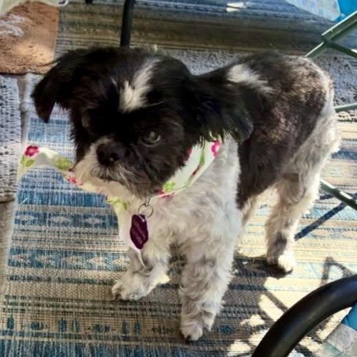 Enlarge Gigi, a Adoptable Shih Tzu in Hurricane, UT image 4/6