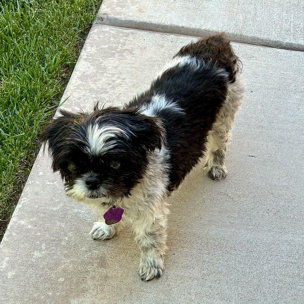 Enlarge Gigi, a Adoptable Shih Tzu in Hurricane, UT image 6/6