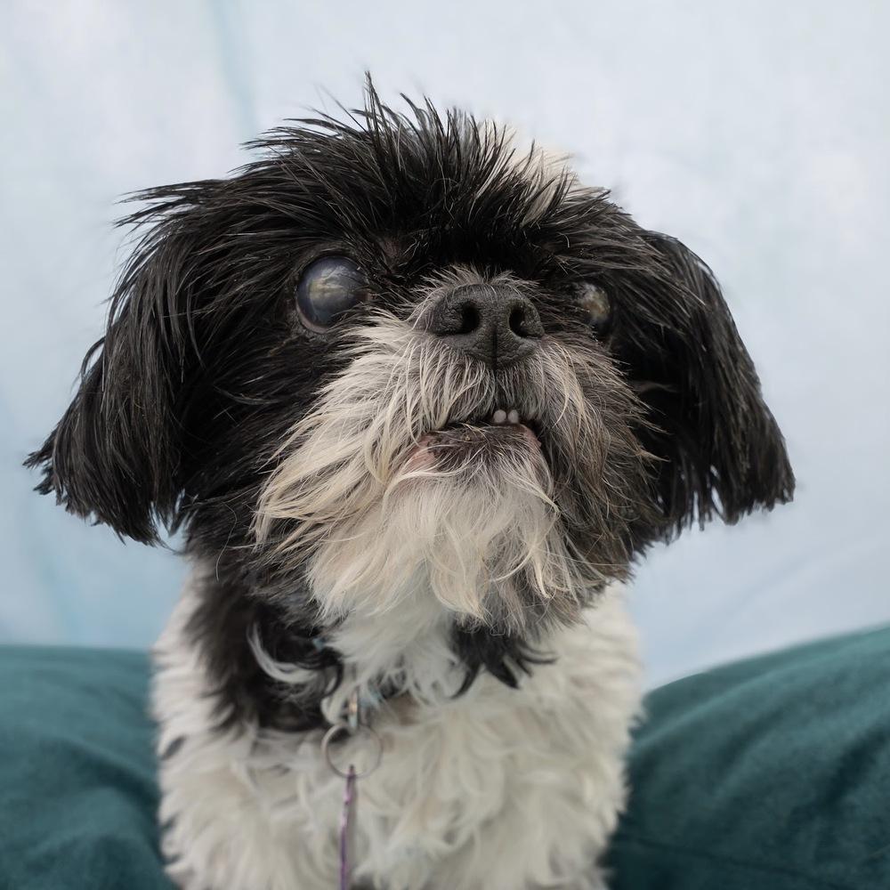 Enlarge Gigi, a Adoptable Shih Tzu in Hurricane, UT image 2/6