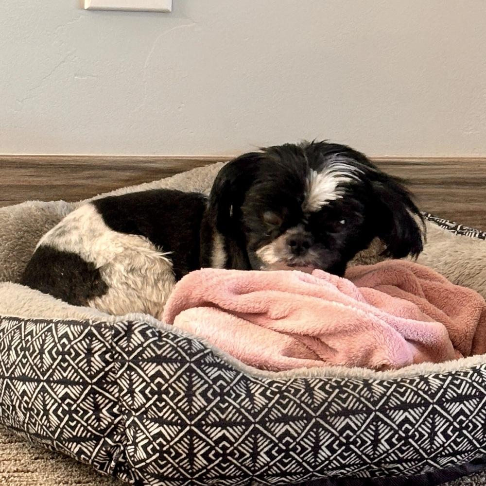 Enlarge Gigi, a Adoptable Shih Tzu in Hurricane, UT image 3/6