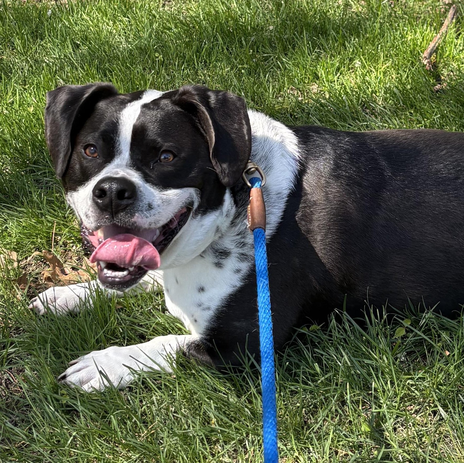Bridge, a Adoptable mixed breed in Linthicum Heights, MD image 2/6