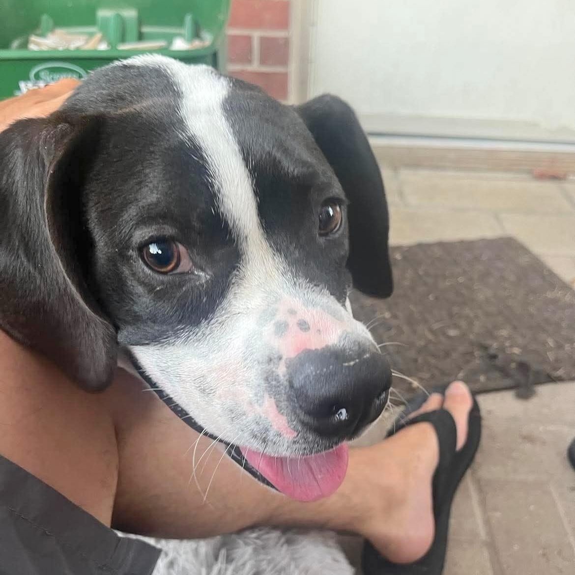 Bridge, Adoptable, Adult Male Hound & Catahoula Leopard Dog.
