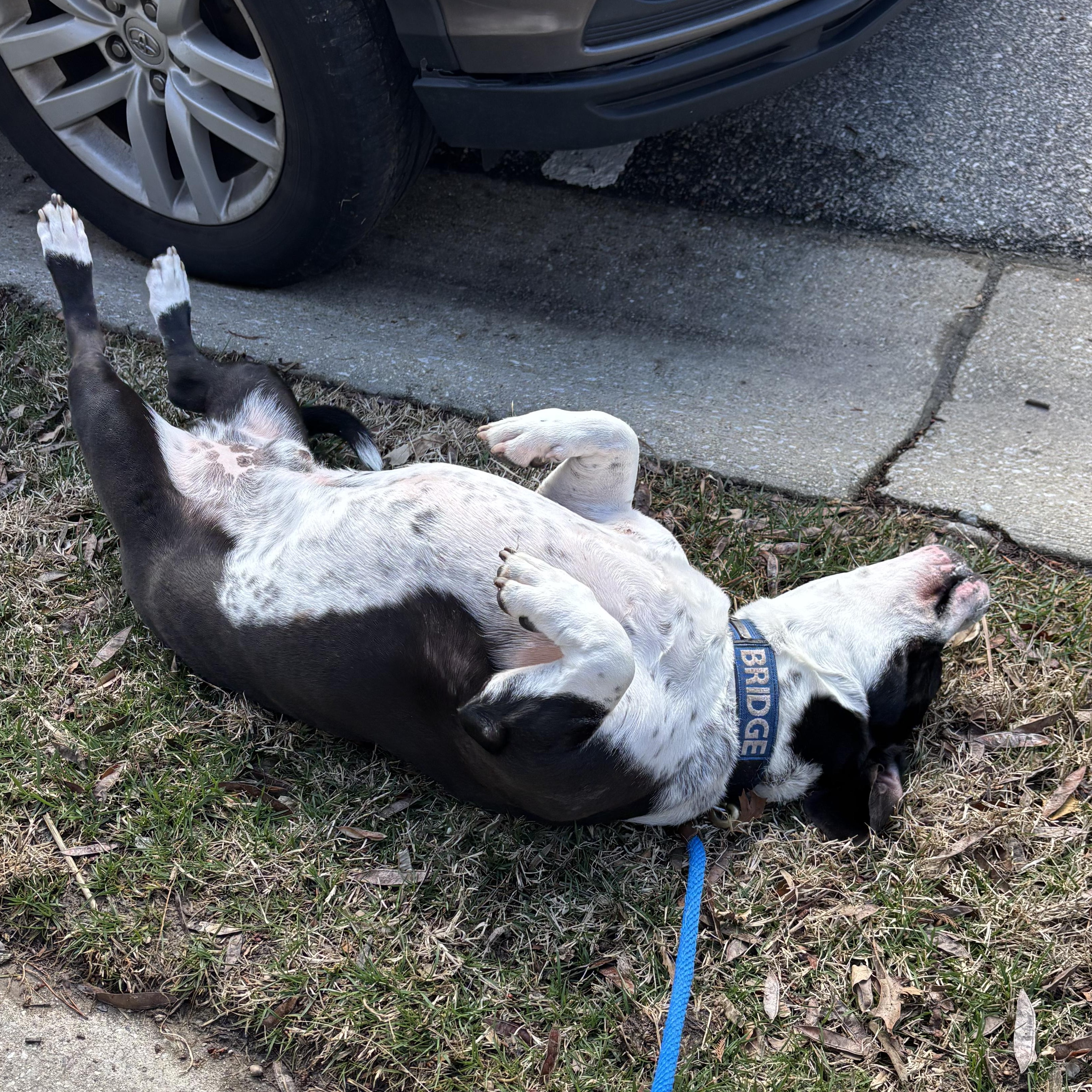 Bridge, a Adoptable mixed breed in Linthicum Heights, MD image 6/6