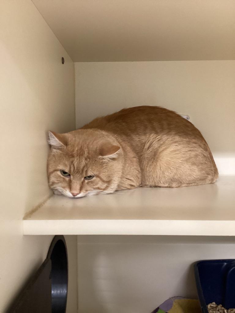 Spencer, Adoptable, Adult Male Domestic Short Hair.