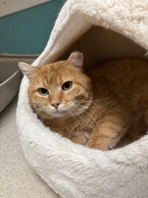 Enlarge Spencer, a Adoptable mixed breed in Bloomington, IN image 2/2