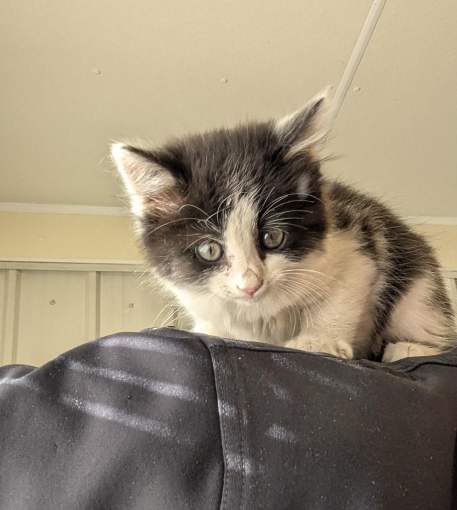 Liza, Adopted, Young Female Domestic Medium Hair.