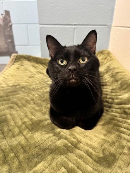 Shadow, an adoptable Domestic Short Hair in Georgetown, SC_image-1