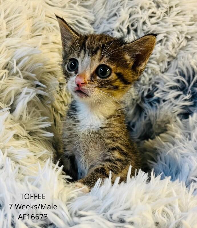 Enlarge Toffee, a Adoptable Domestic Short Hair in Supply, NC image 1/1
