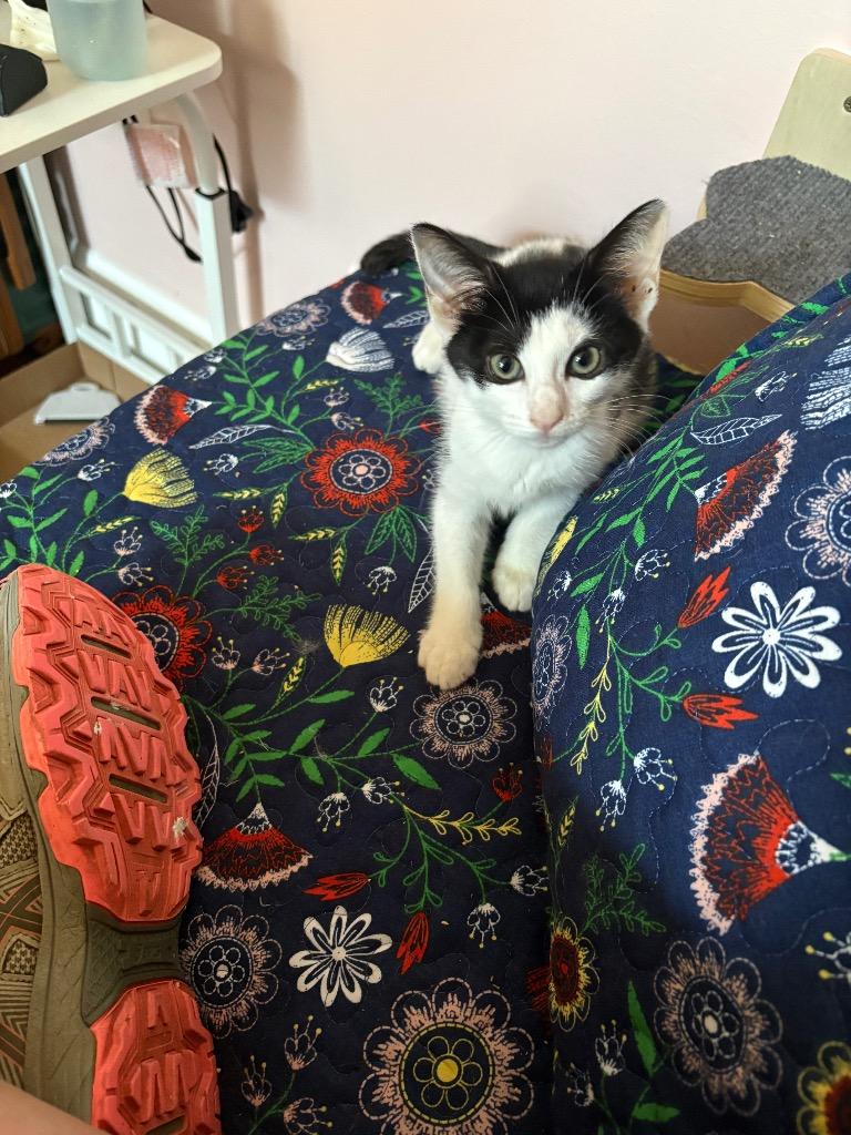 Enlarge Spring, a Adoptable mixed breed in Parkville, MD image 1/4