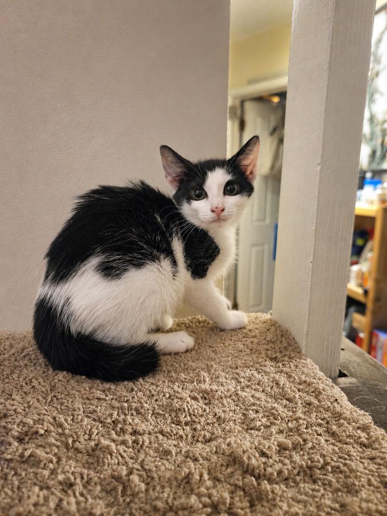 Enlarge Spring, a Adoptable mixed breed in Parkville, MD image 4/4