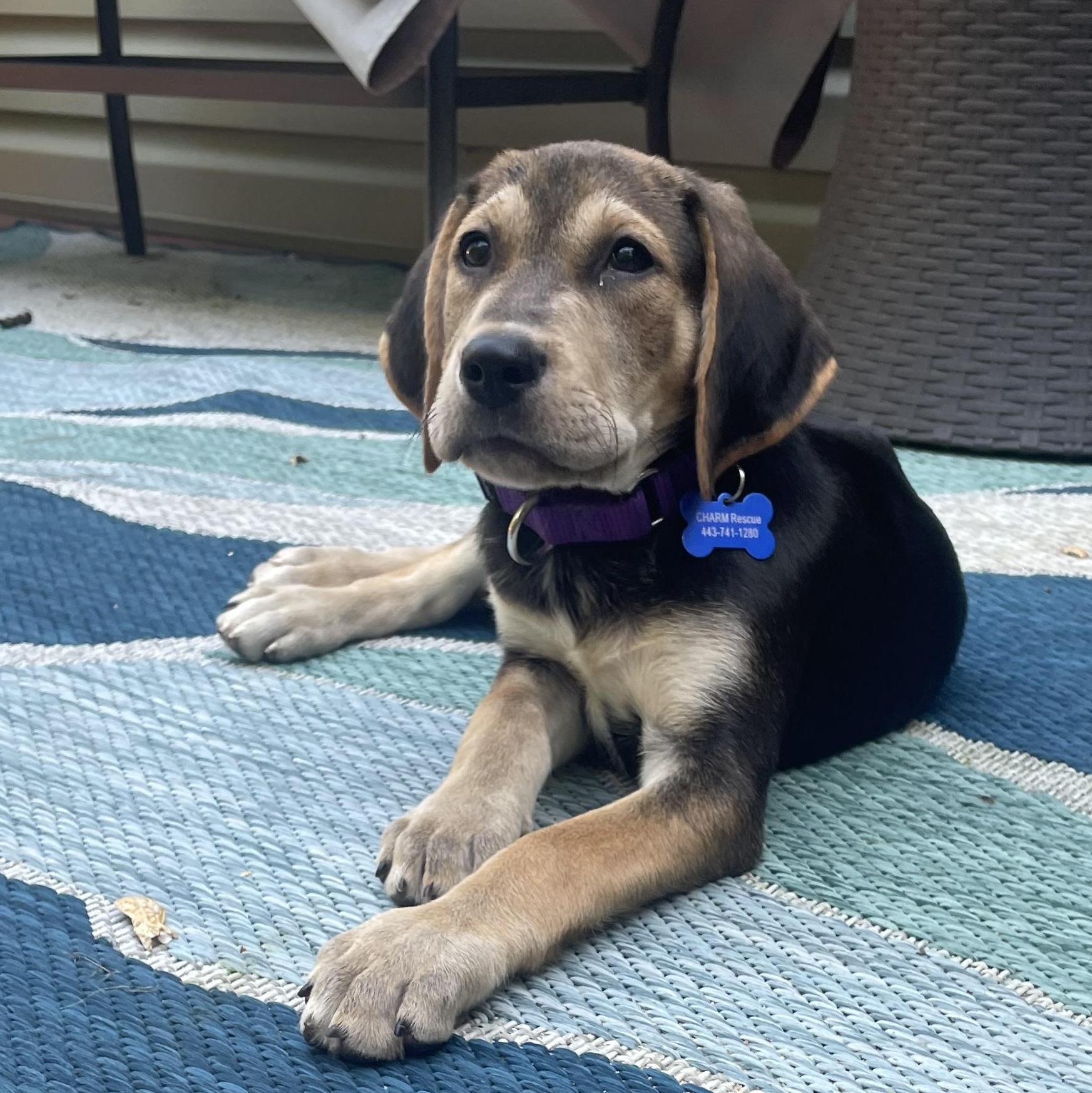 Rolo, a Adoptable mixed breed in Columbia, MD image 1/5