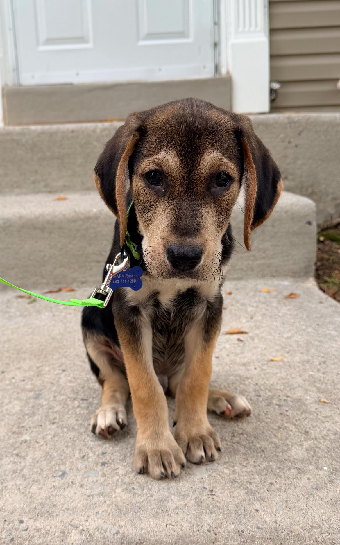 Rolo, a Adoptable mixed breed in Columbia, MD image 2/5