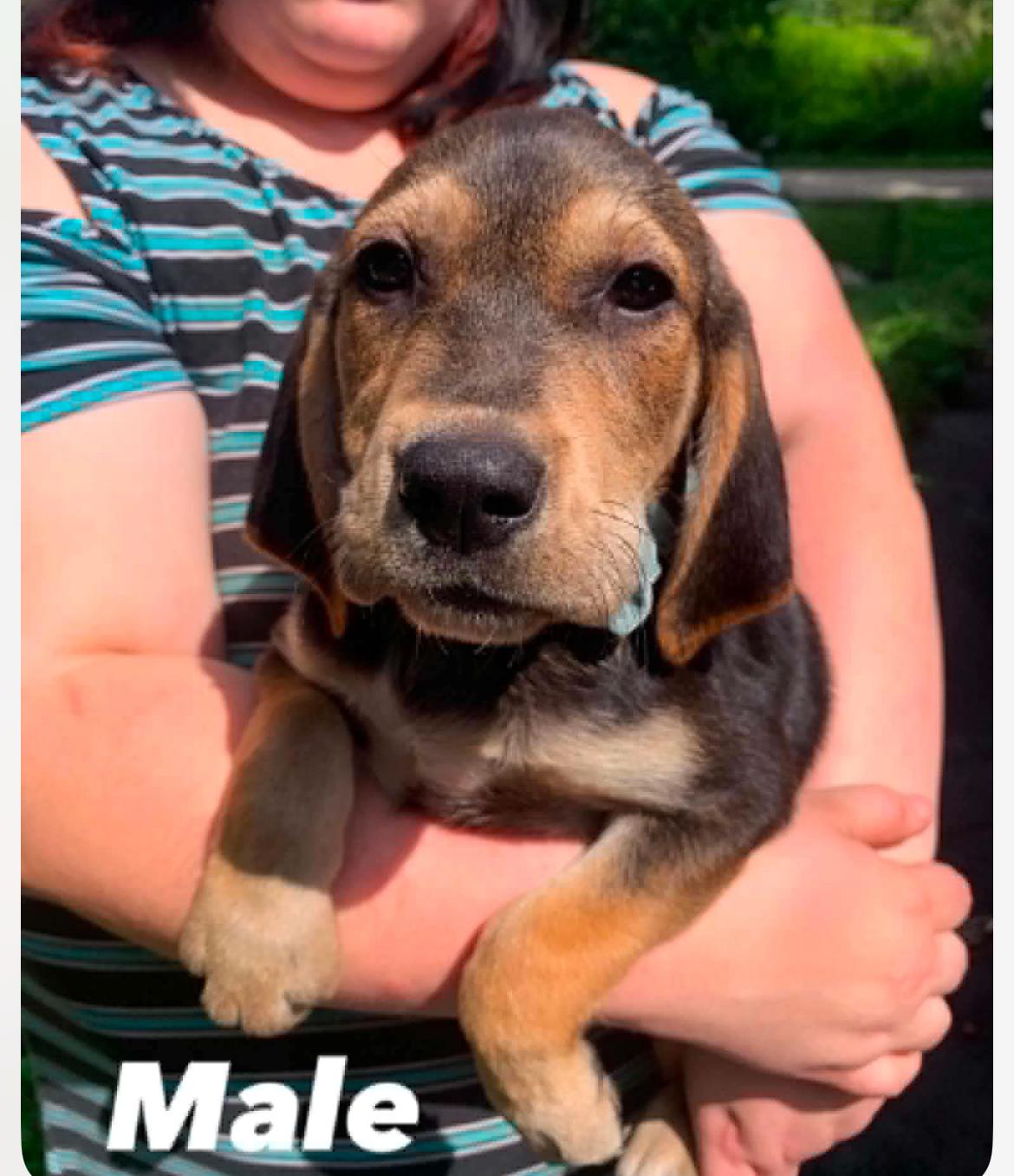 Rolo, a Adoptable mixed breed in Columbia, MD image 3/5
