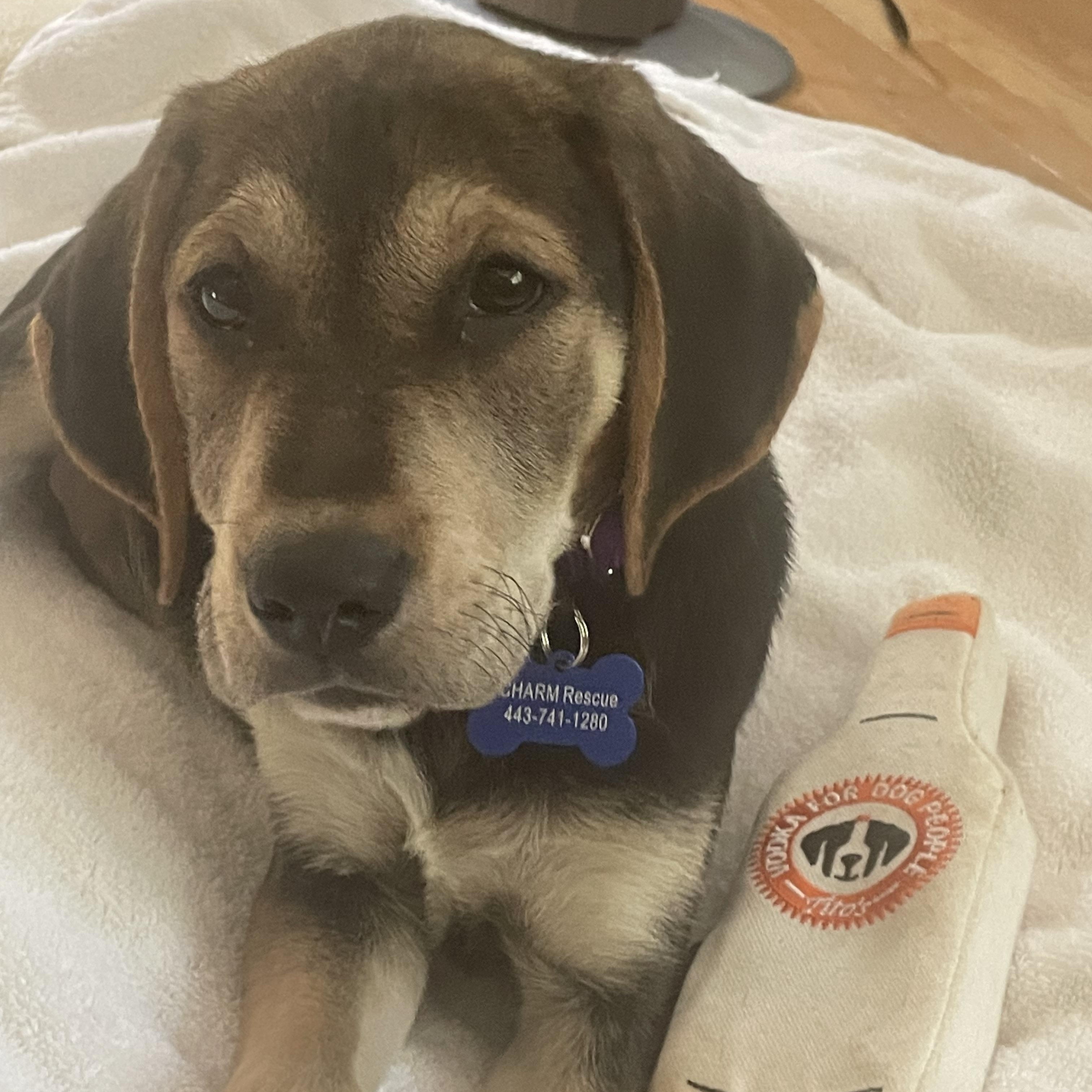 Rolo, a Adoptable mixed breed in Columbia, MD image 4/5