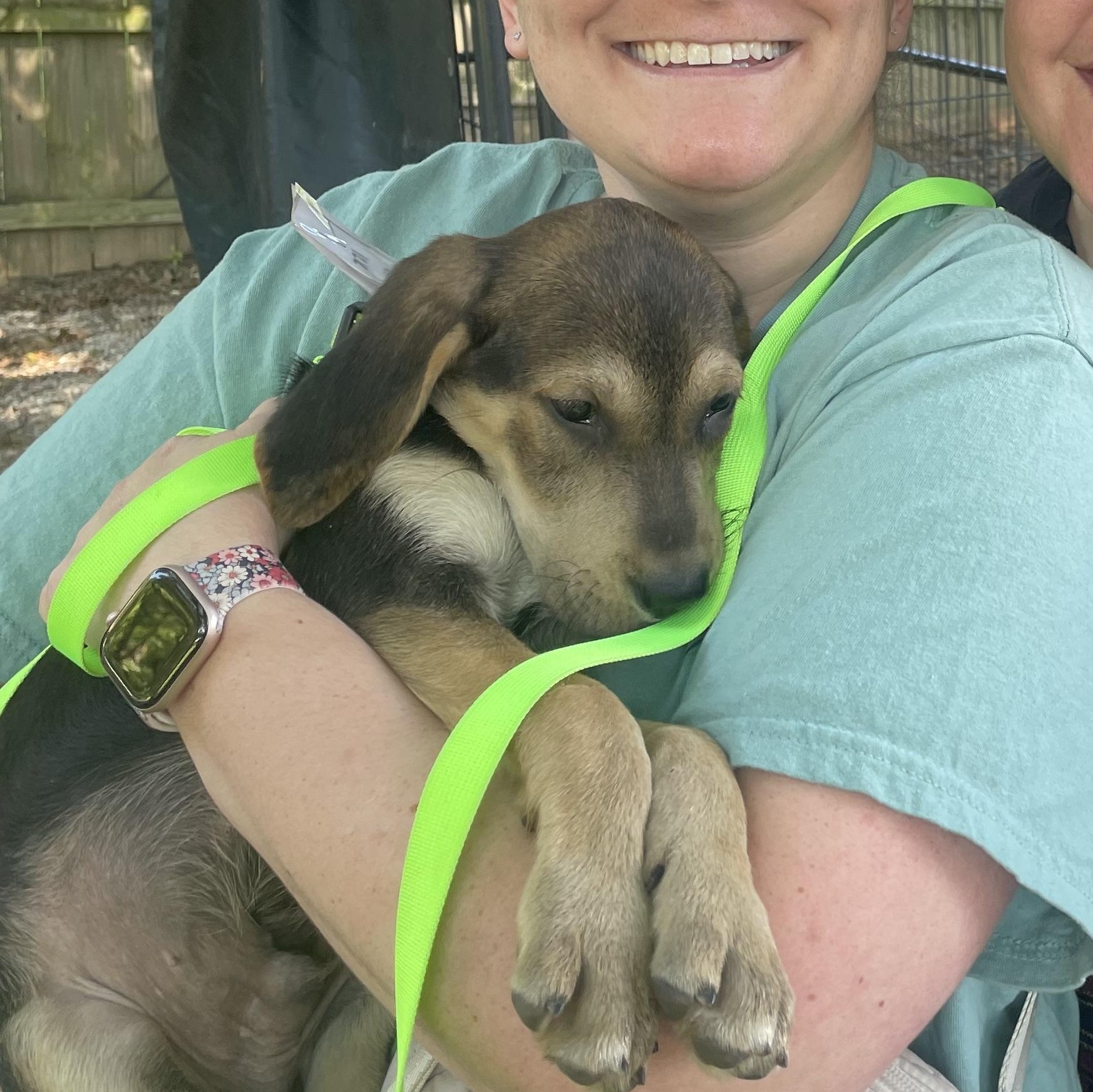 Rolo, a Adoptable mixed breed in Columbia, MD image 5/5