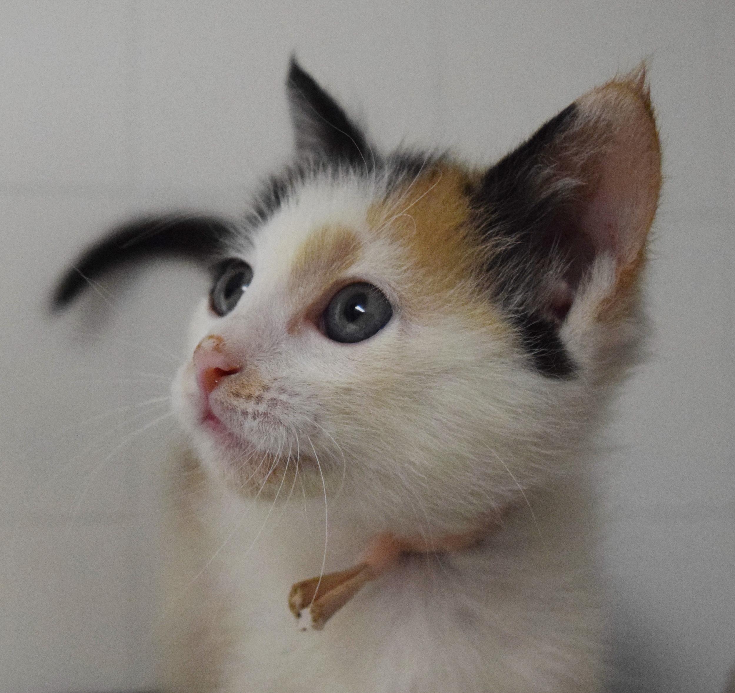 Phoebe, adopted, Kitten Female Domestic Short Hair.