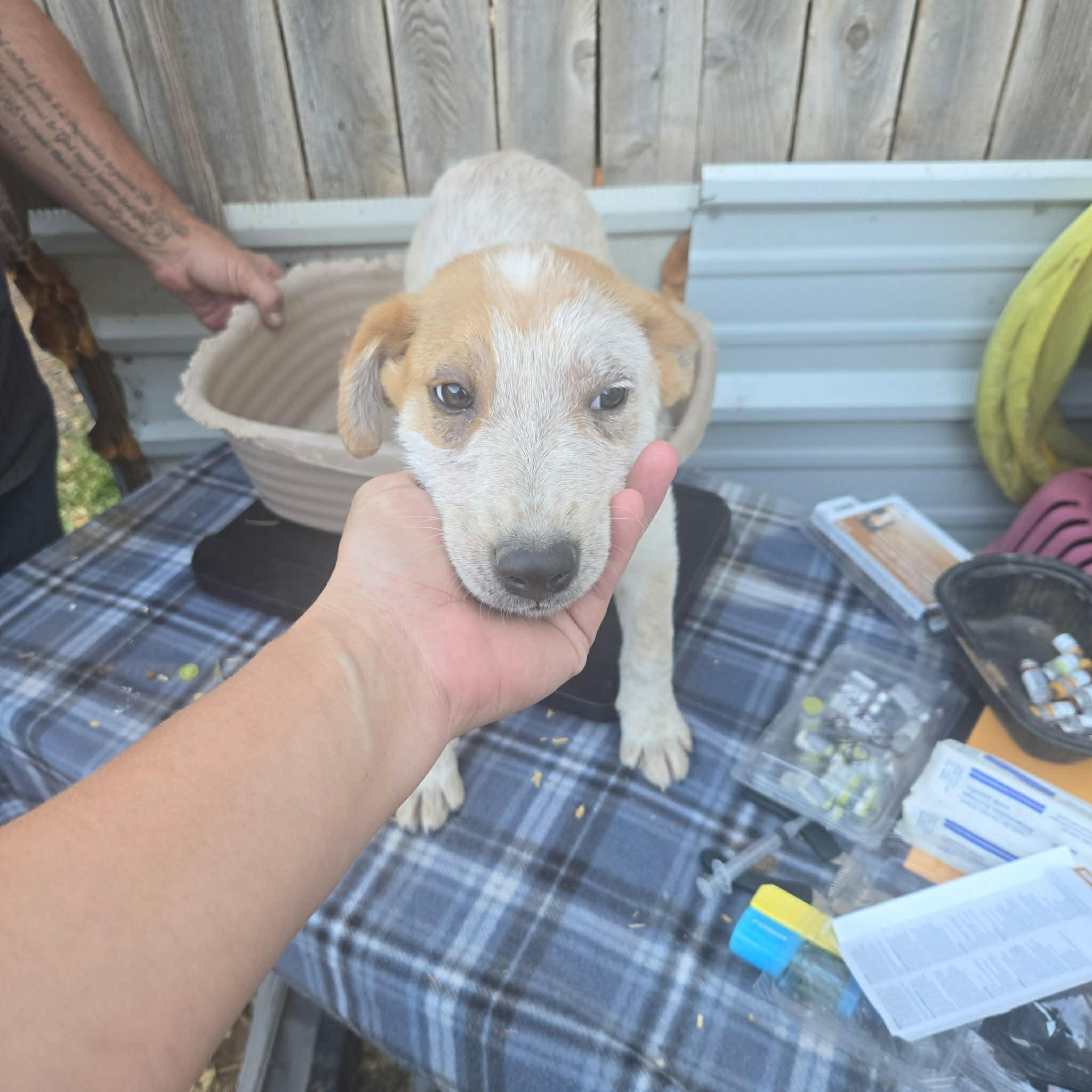 Enlarge Freckles, a ADOPTABLE mixed breed in Uxbridge, MA image 1/1