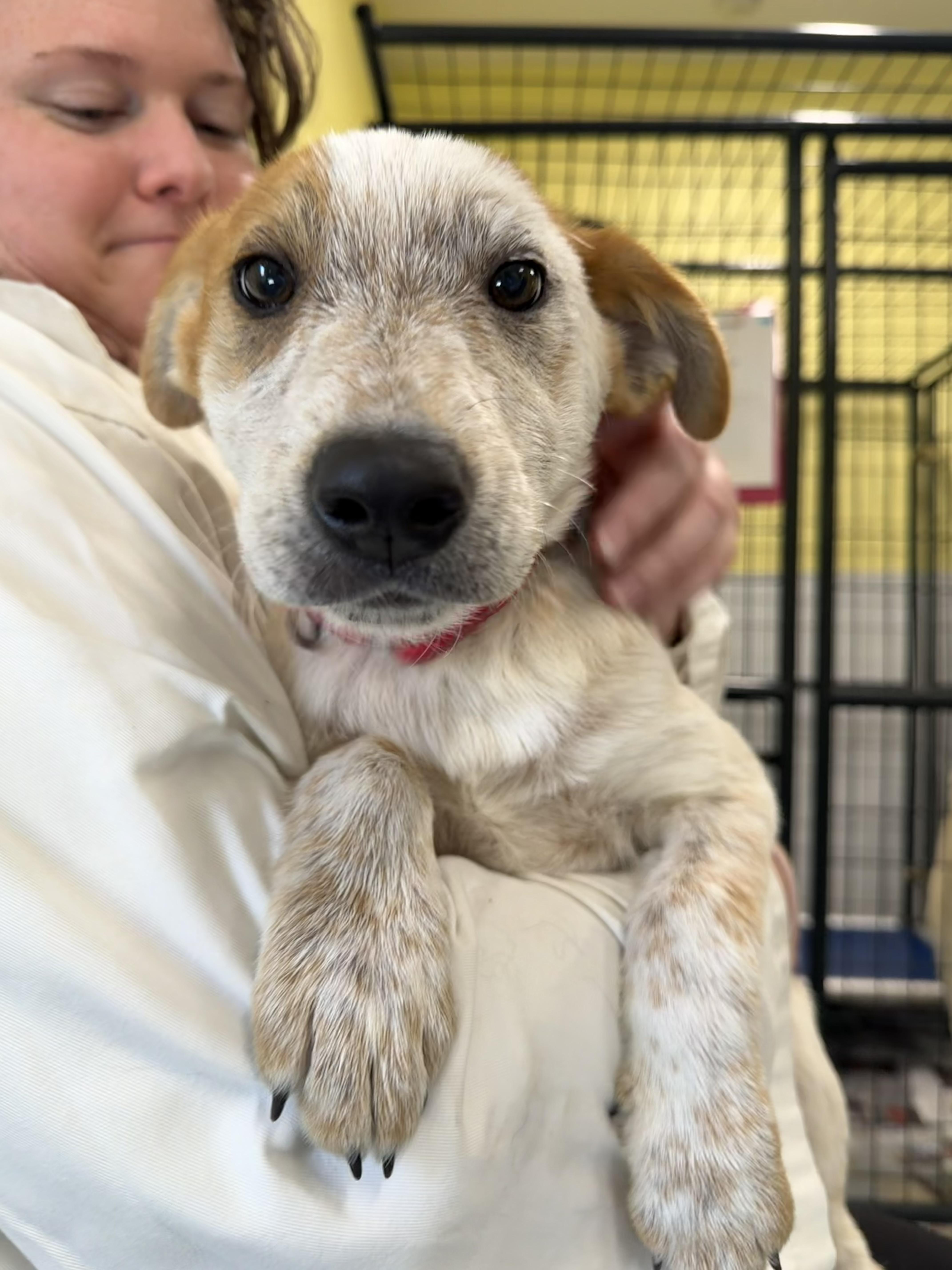 Freckles, adopted, Puppy Male Australian Cattle Dog / Blue Heeler & Australian Shepherd.