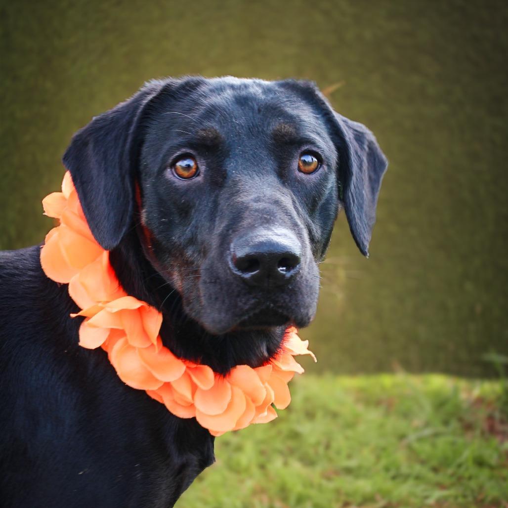 Bamboozle — thumbnail 2