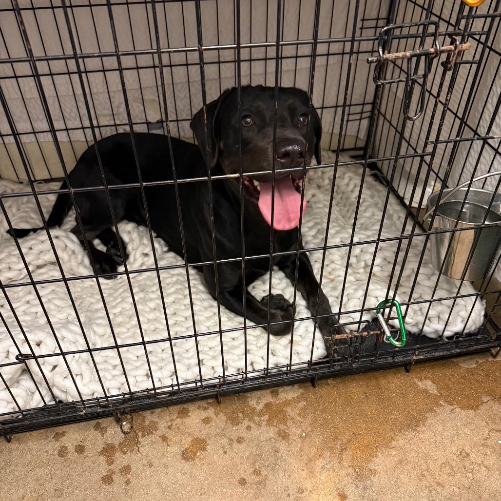 Bamboozle — thumbnail 3