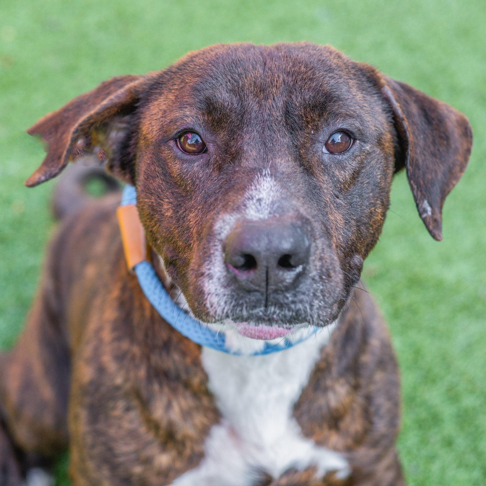 Clay, Adoptable, Adult Male Terrier.