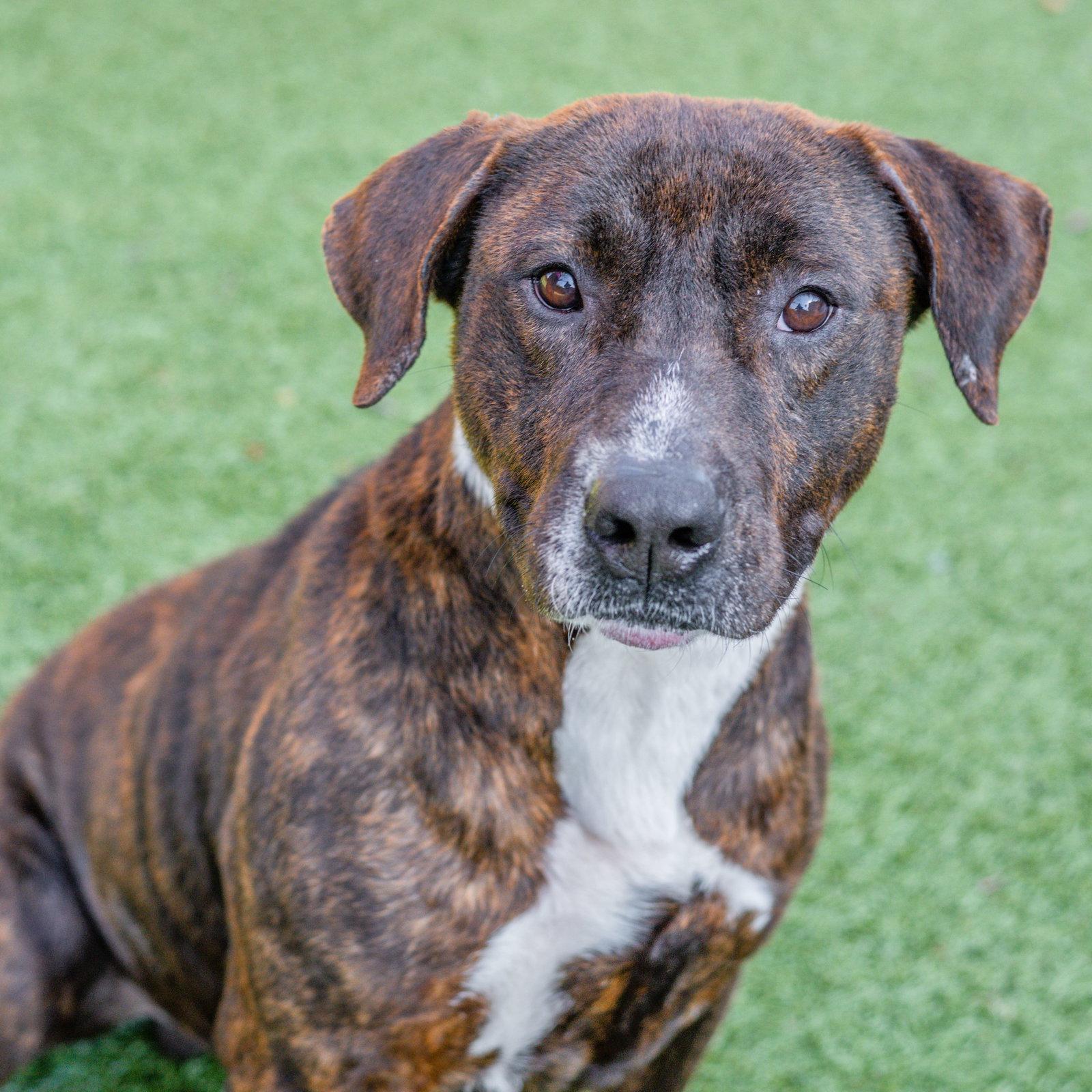 Enlarge Clay, a Adoptable Terrier in Hilton Head Island, SC image 2/3