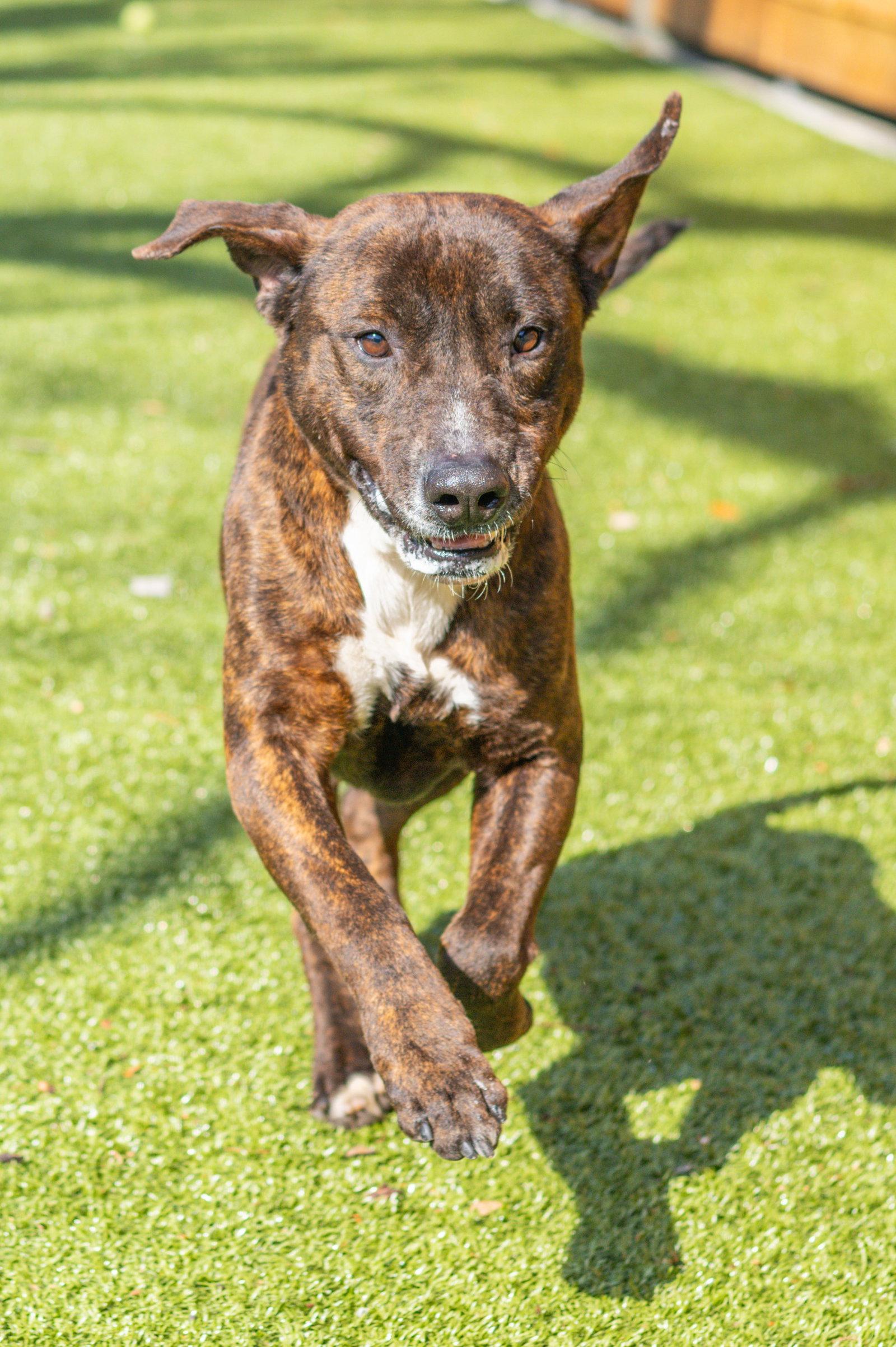 Enlarge Clay, a Adoptable Terrier in Hilton Head Island, SC image 3/3