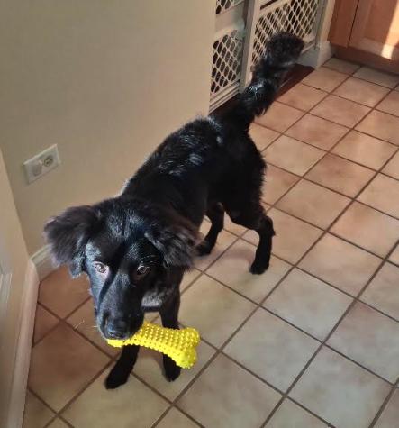 Percy, an adopted mixed breed in Naperville, IL image 6/6