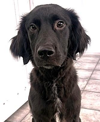 Percy, an adopted mixed breed in Naperville, IL image 3/6