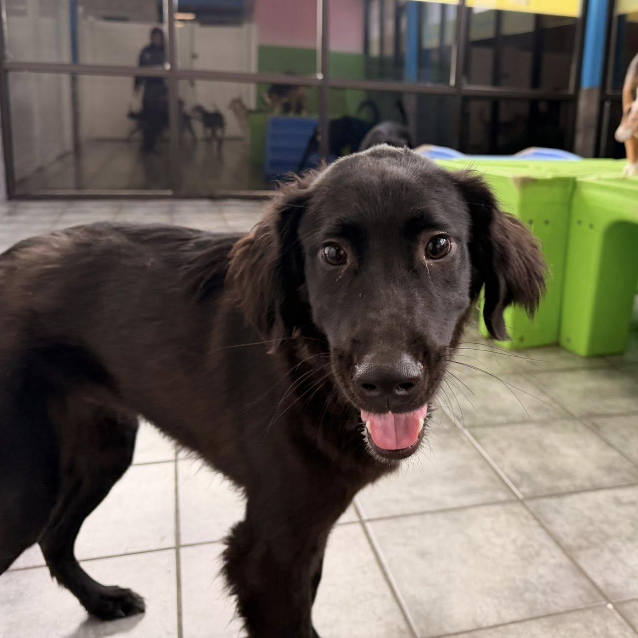 Percy, adopted, Puppy Male Flat-Coated Retriever & Spaniel.