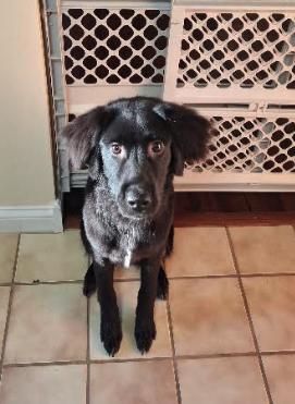 Percy, an adopted mixed breed in Naperville, IL image 5/6