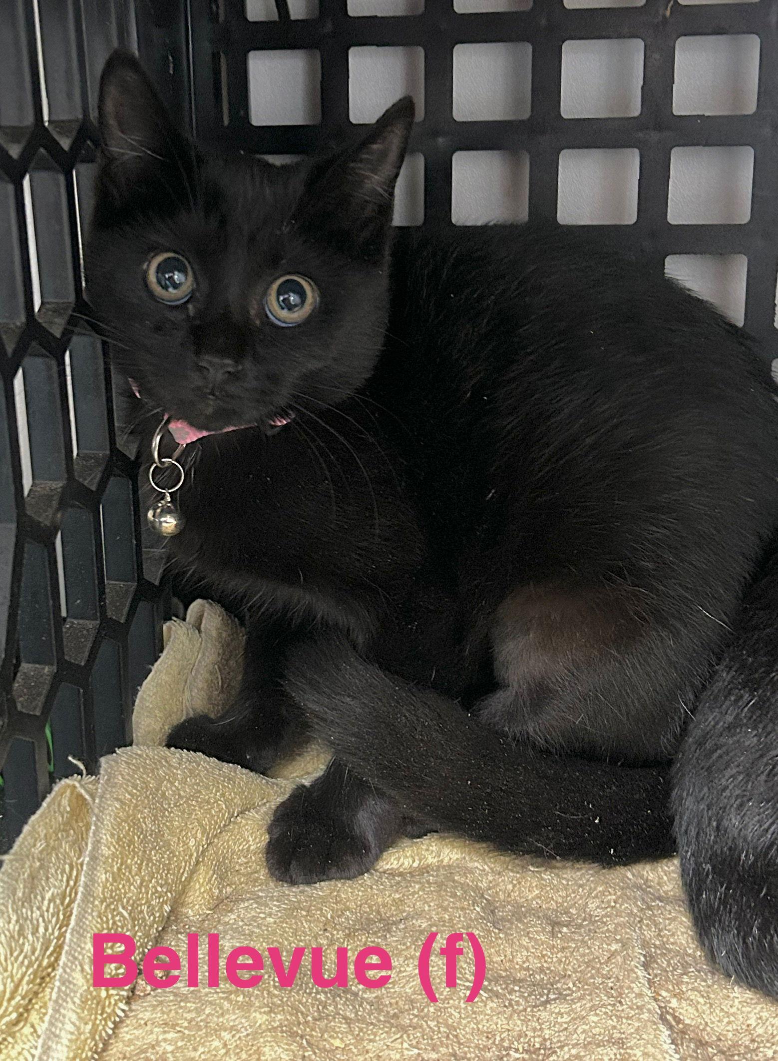 Bellvue, Adoptable, Young Female Domestic Short Hair.