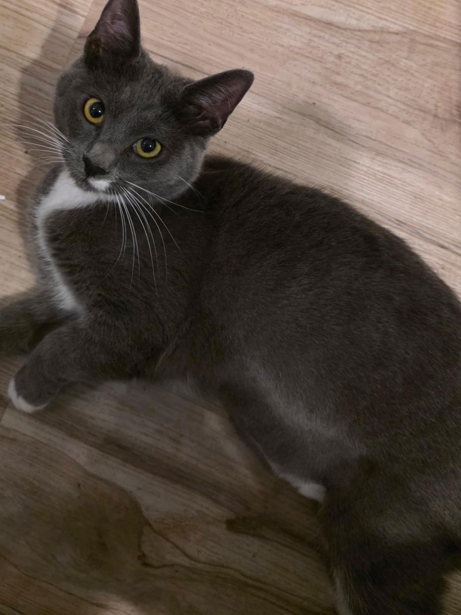 Enlarge Roxie ( MC), a Adoptable Tuxedo in Vacaville, CA image 1/3