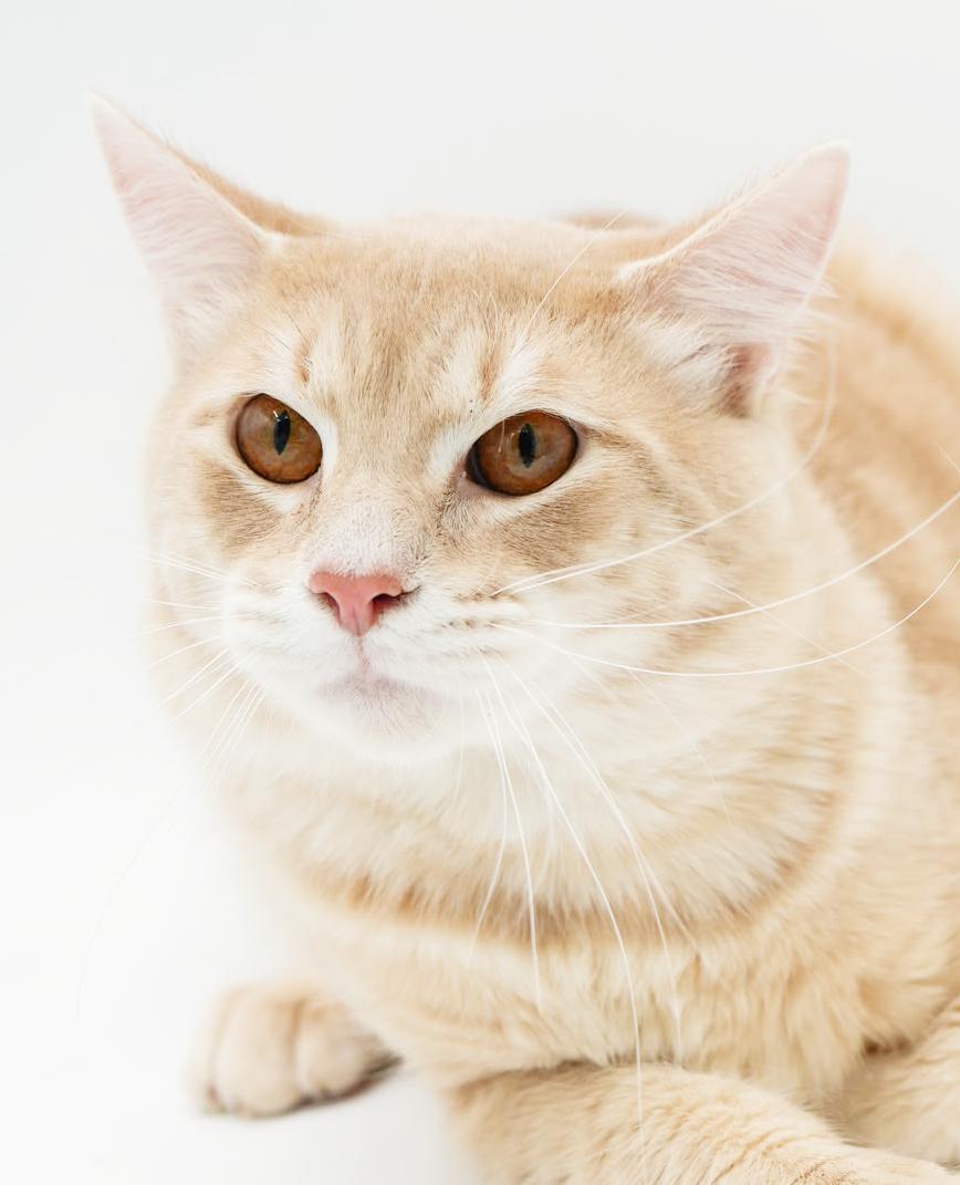 Enlarge Skipper is just bubbling with excitement to meet you! BONDED WITH SCOOTER, a Adoptable mixed breed in Bedford Hills, NY image 3/6