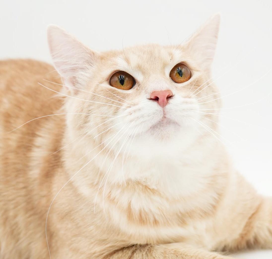 Enlarge Skipper is just bubbling with excitement to meet you! BONDED WITH SCOOTER, a Adoptable mixed breed in Bedford Hills, NY image 2/6