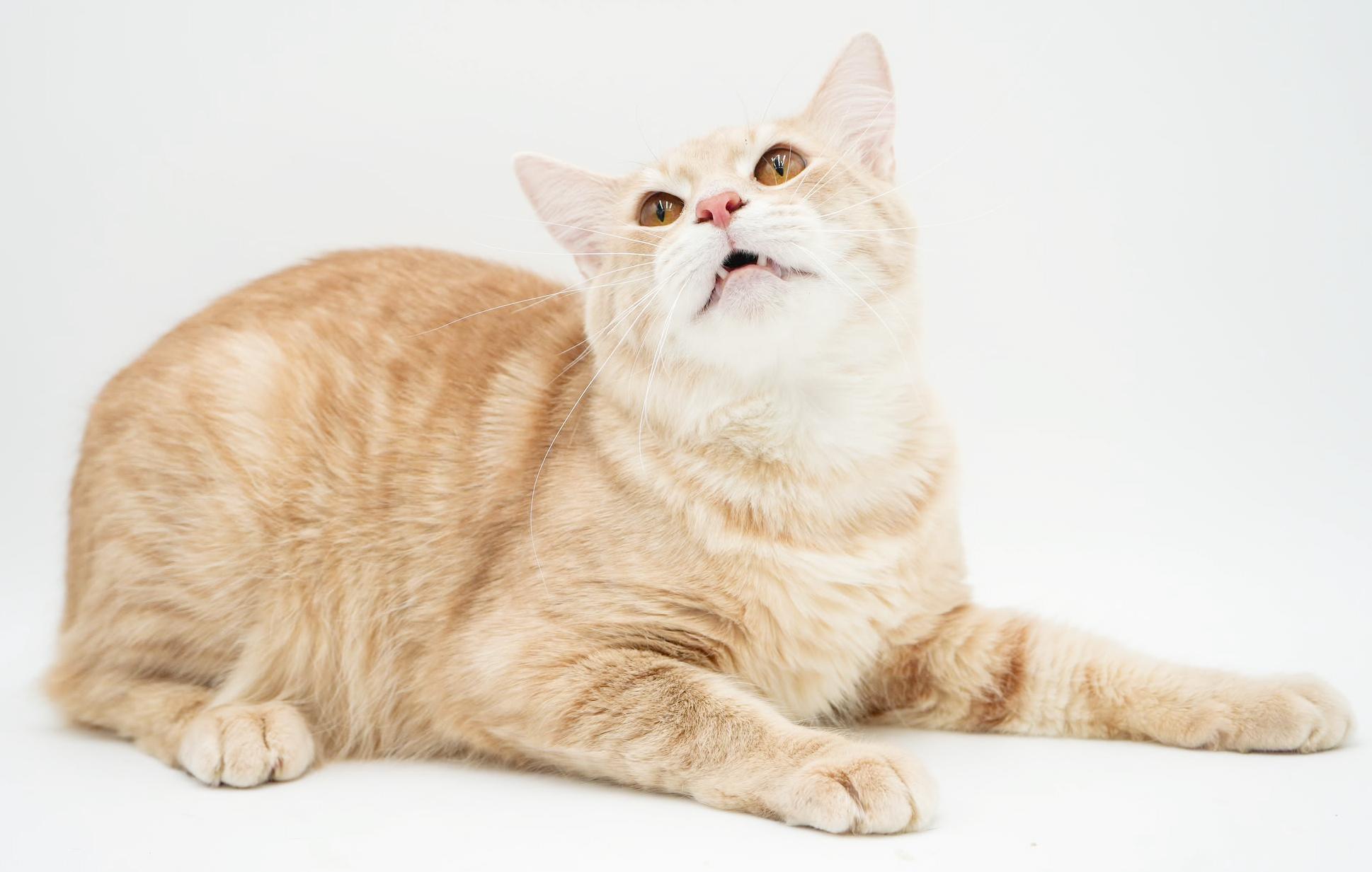 Enlarge Skipper is just bubbling with excitement to meet you! BONDED WITH SCOOTER, a Adoptable mixed breed in Bedford Hills, NY image 5/6