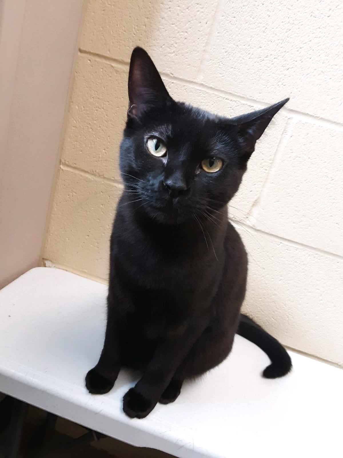 Tootie, Adoptable, Young Female Domestic Short Hair.