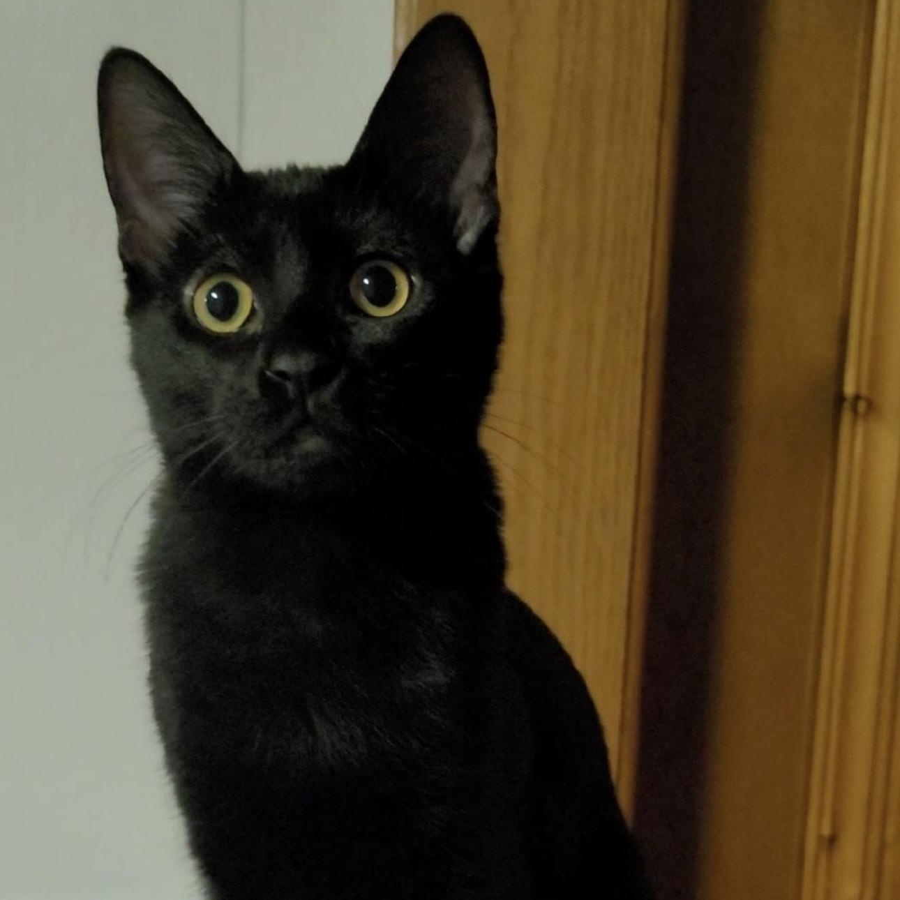 Enlarge Tootie, a Adoptable Domestic Short Hair in Pueblo, CO image 2/2