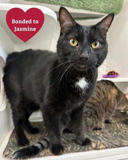 Oreo, ADOPTABLE, Adult Male Domestic Short Hair.