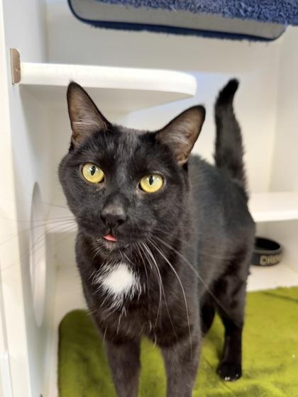Oreo, a ADOPTABLE Domestic Short Hair in Traverse City, MI image 2/3