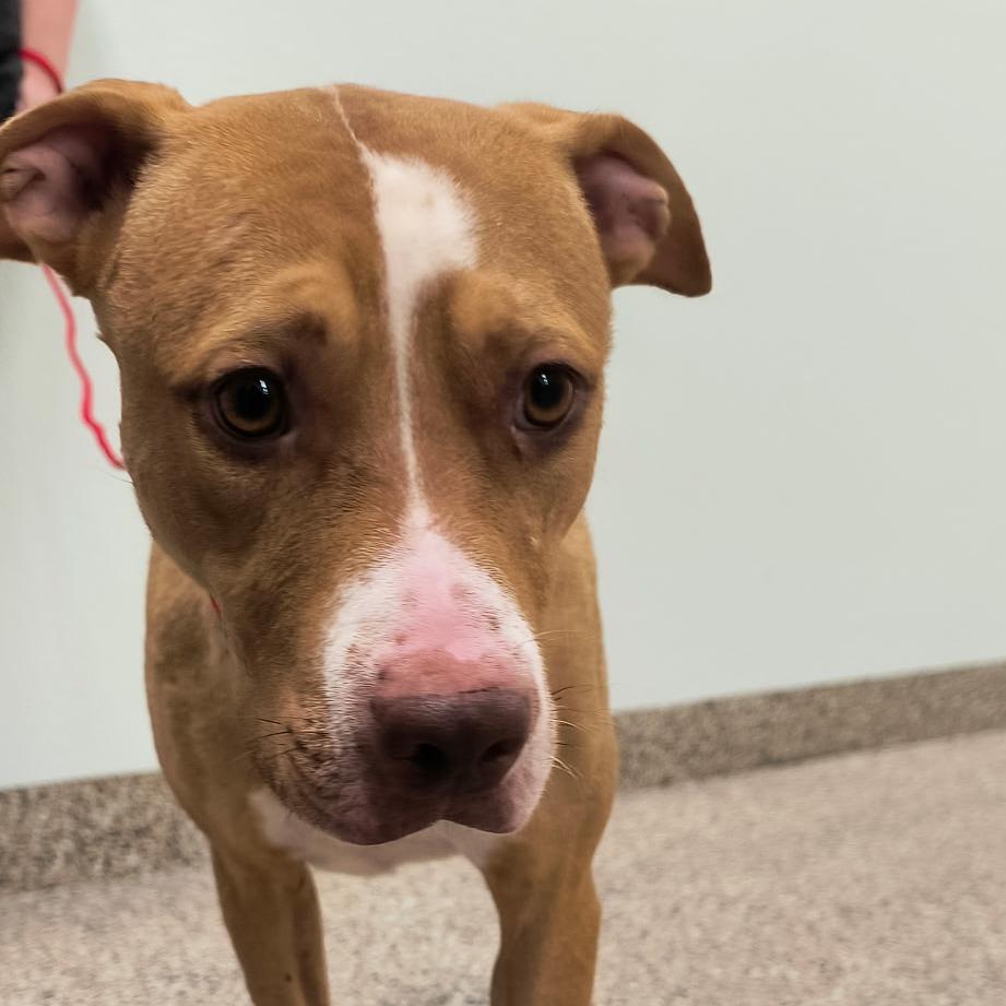 Enlarge Cabo (SQ 26-092), a Adoptable mixed breed in Bullhead City, AZ image 1/1