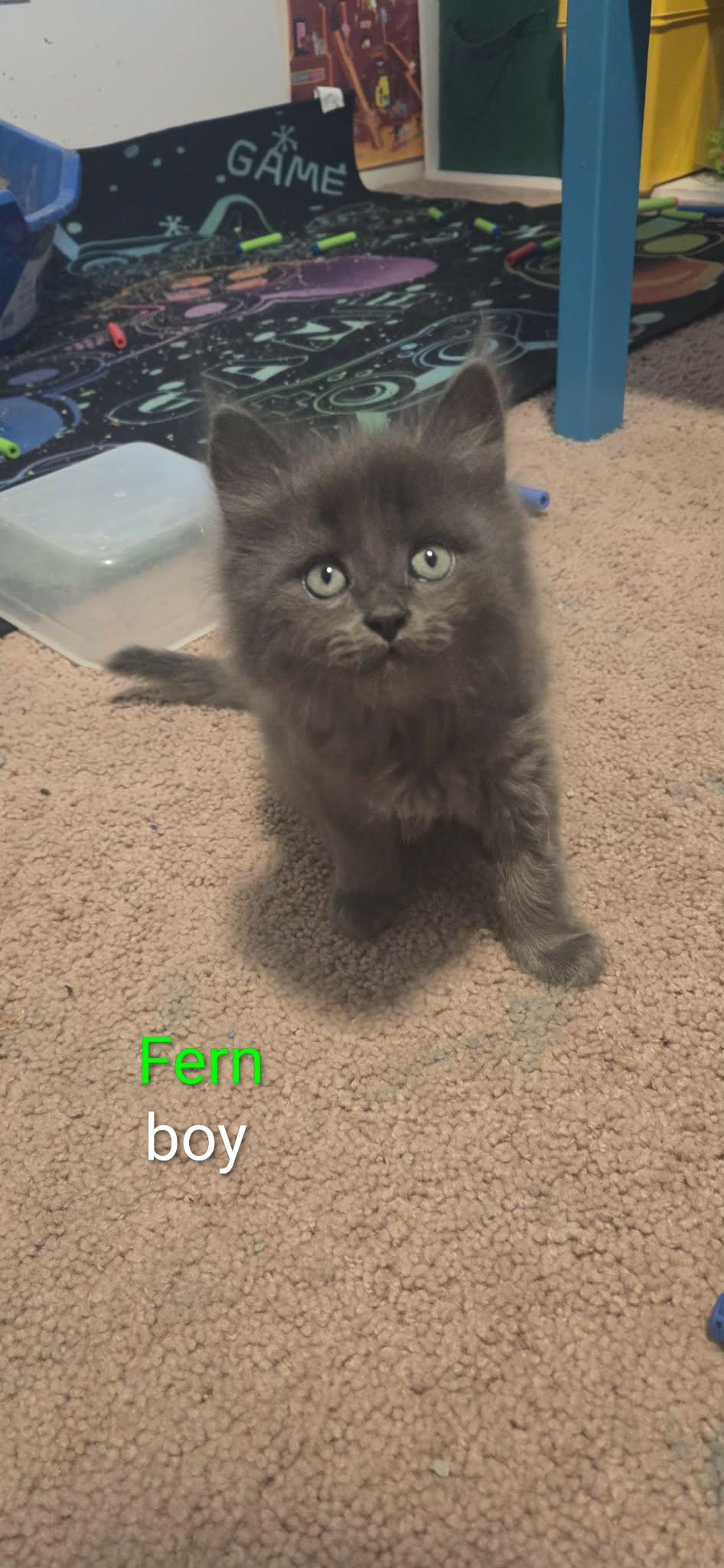 Enlarge Fern, an adopted Domestic Short Hair in Kent, OH image 1/2