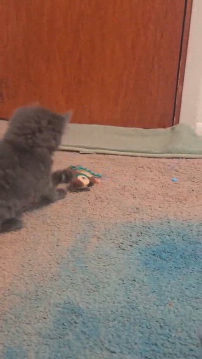 Enlarge Fern, an adopted Domestic Short Hair in Kent, OH video 2/2