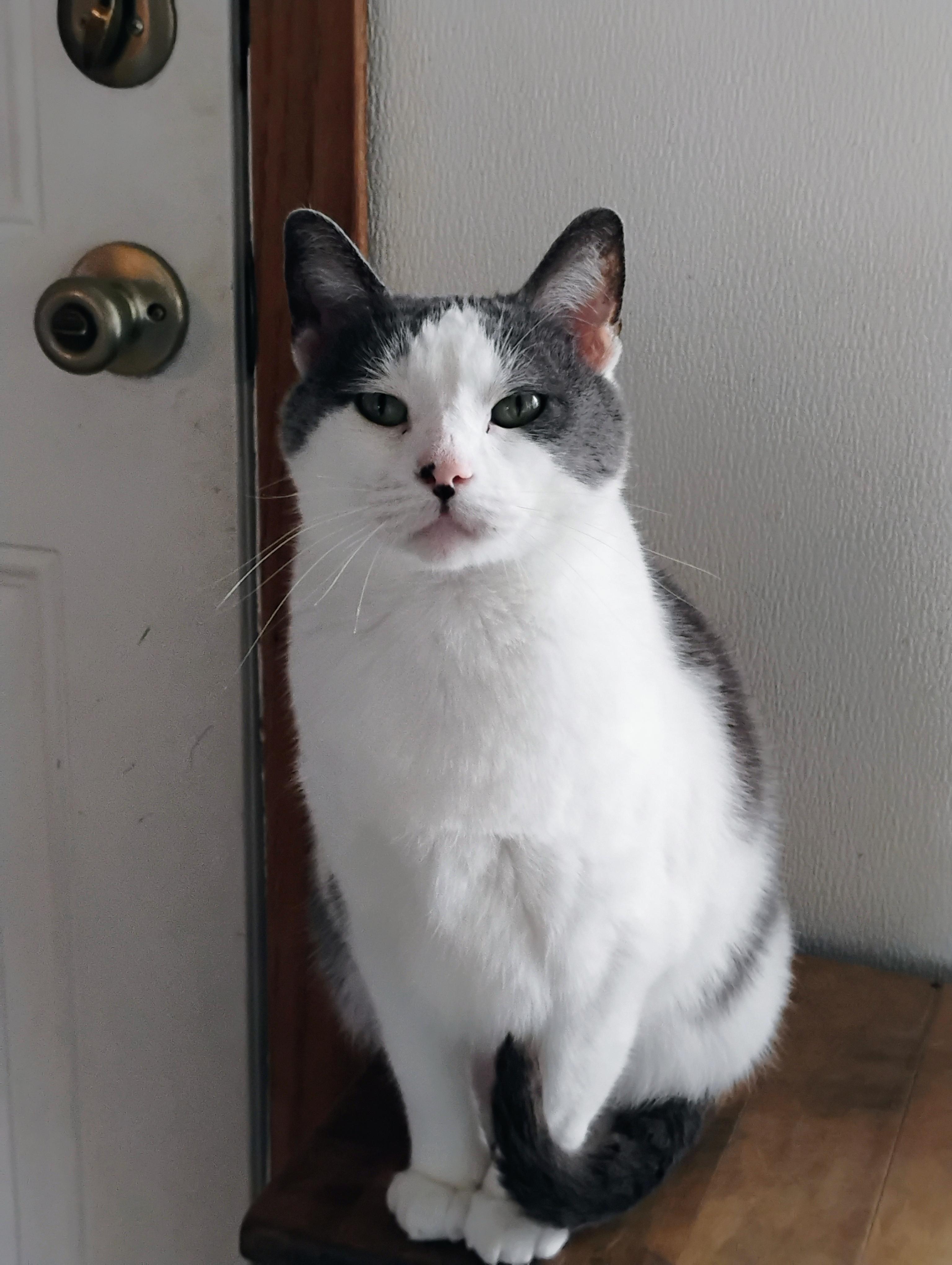 FIONA FAIRY, an adoptable Domestic Short Hair, Tuxedo in Andover, KS, 67002 | Photo Image 1