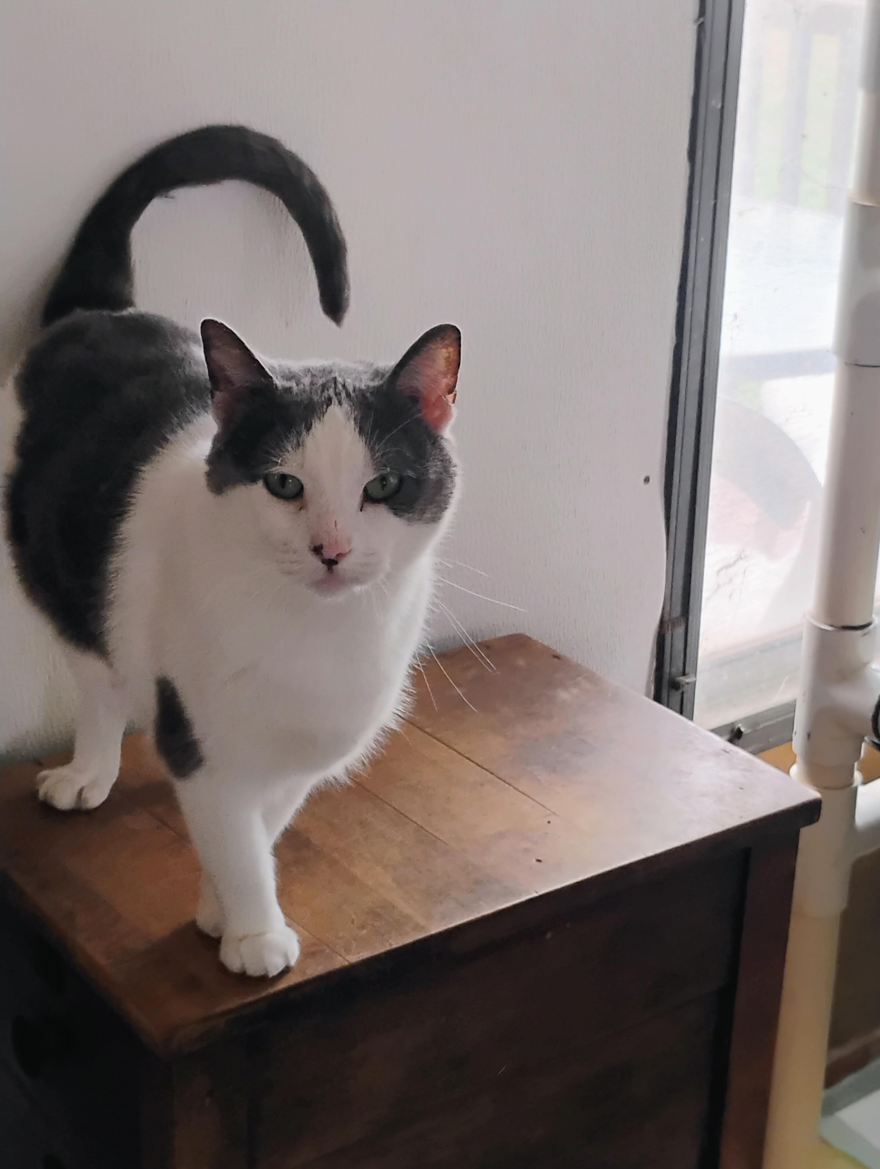 FIONA FAIRY, a Adoptable mixed breed in Andover, KS image 2/2