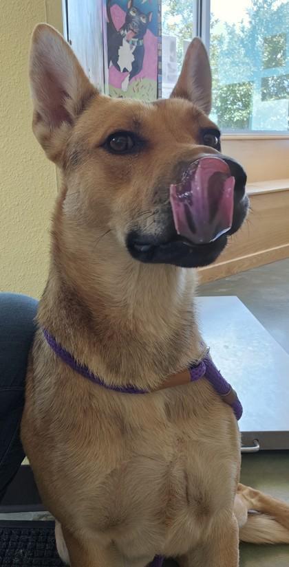 Biscoff, a Adoptable mixed breed in Edgewood, NM image 1/3
