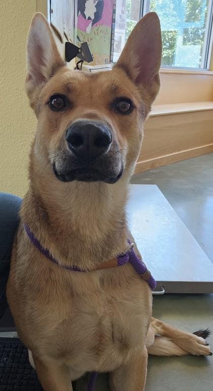 Biscoff, a Adoptable mixed breed in Edgewood, NM image 2/3