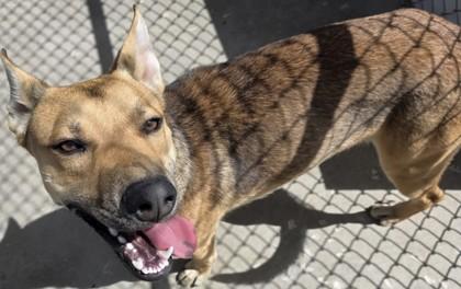 Biscoff, a Adoptable mixed breed in Edgewood, NM image 3/3